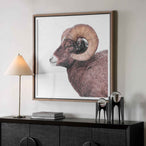 Big Horn - Sheep Framed Print - Black / Brown / White