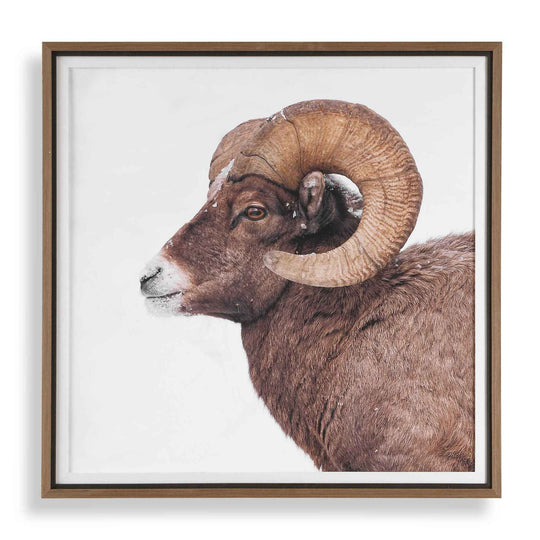 Big Horn - Sheep Framed Print - Black / Brown / White