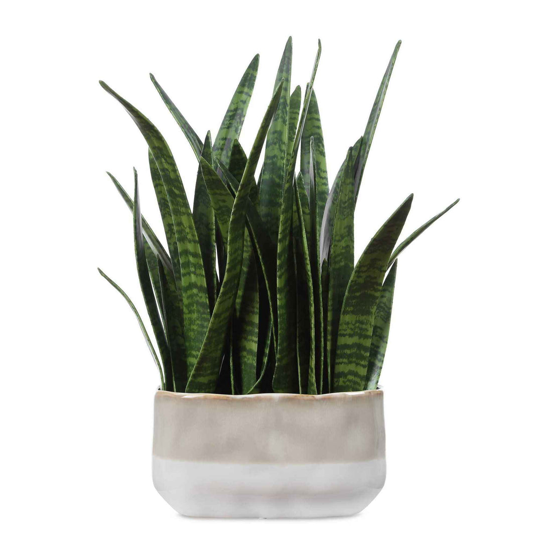 Sansera Snake - Accent Plant - Green