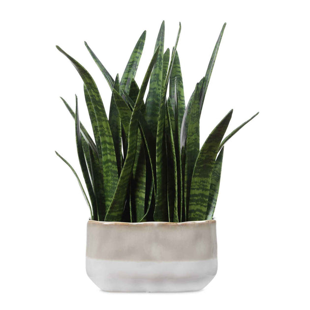 Sansera Snake - Accent Plant - Green