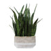 Sansera Snake - Accent Plant - Green