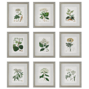Antique Botanicals Framed Prints (Set of 9)