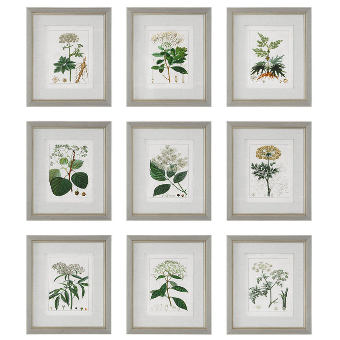 Antique Botanicals Framed Prints (Set of 9)